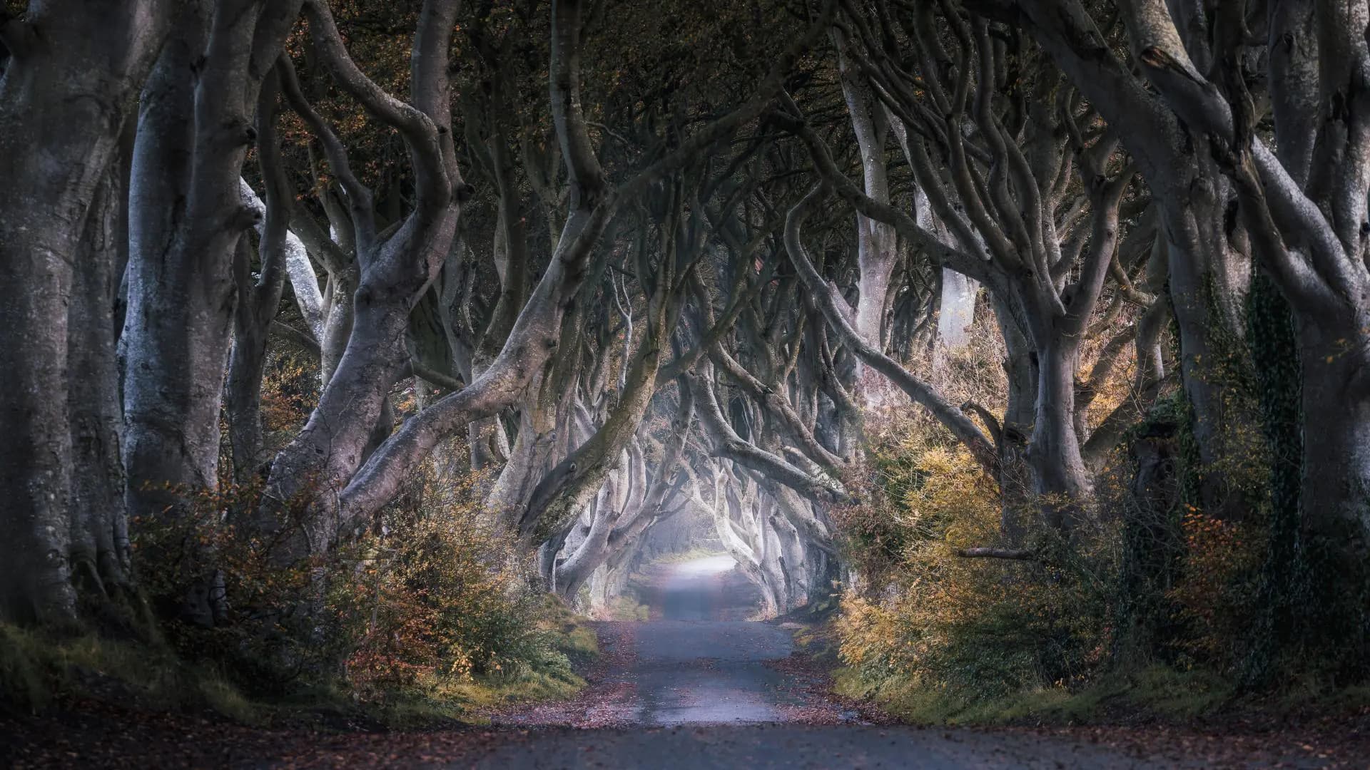 The Dark Hedges